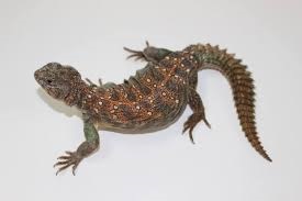 Sudanese Uromastyx