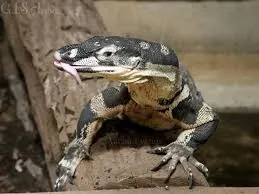 Bell's Phase Lace Monitor