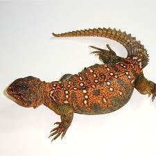 Sudanese Uromastyx