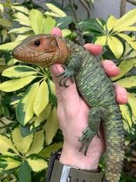 Caiman Lizard Baby