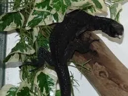 Black Tree Monitor PAIR