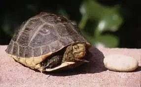 Asian Box Turtle Adult
