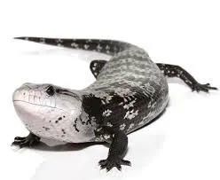 Axanthic Halmahera Blue Tongue Skink Baby