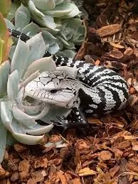 Axanthic Halmahera Blue Tongue Skink Baby