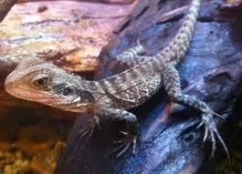 Australian Water Dragon Baby