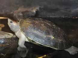 Batagur borneoensis ' Painted River Terrapin '
