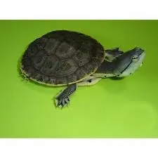 Argentine Sideneck Turtle