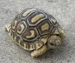 Blonde Leopard Tortoise