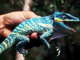 Baby Blue Beauty Knight Anole (Anolis equestris potior)