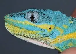 Baby Blue Beauty Knight Anole (Anolis equestris potior)