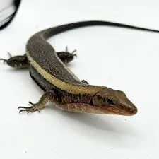 Baby Giant Plated Lizard