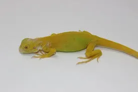Albino Green Iguana Juvenile