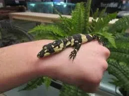 Bell's Phase Lace Monitor Baby