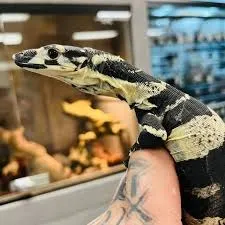 Bell's Phase Lace Monitor Baby