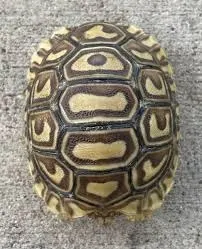 Blonde Leopard Tortoise