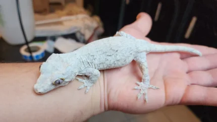 Red Stripe/Blotched Reticulated Gargoyle Gecko