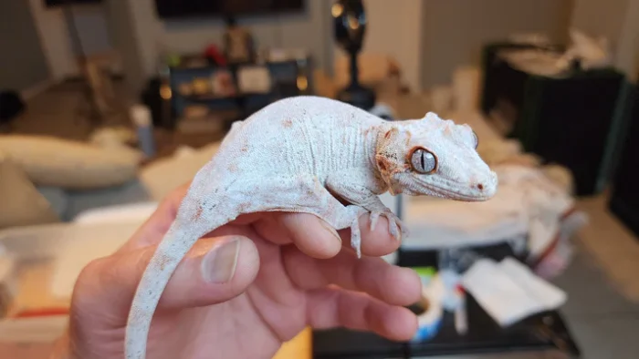 Red Stripe/Blotched Gargoyle Gecko