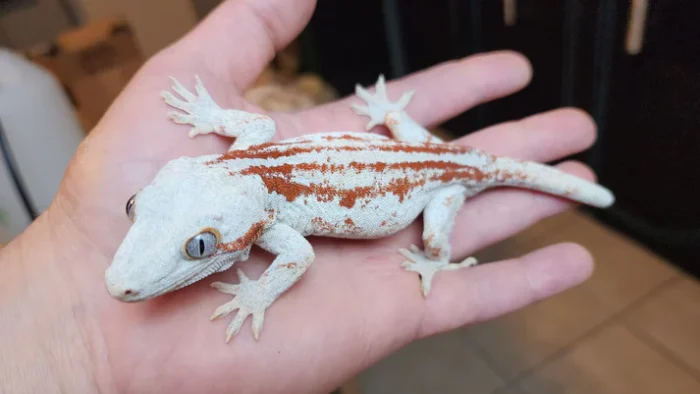 6 Stripe Red Stripe/Blotched Gargoyle Gecko (Heavy Pattern Lineage!)