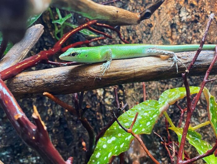 C.B. Baby Emerald Tree Skink