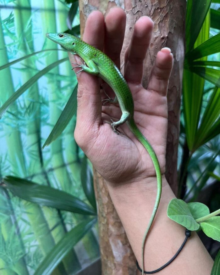 C.B. Baby Emerald Tree Skink