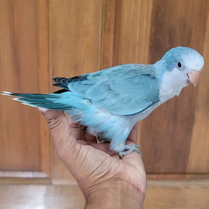 Quaker - Turquoise opaline