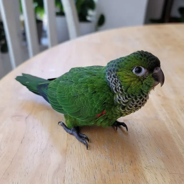 Black capped conure