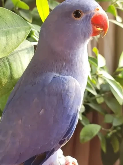 Indian Ringneck parakeet -Violet- Female