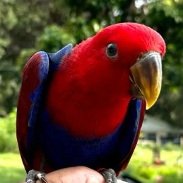 Eclectus - FEMALE