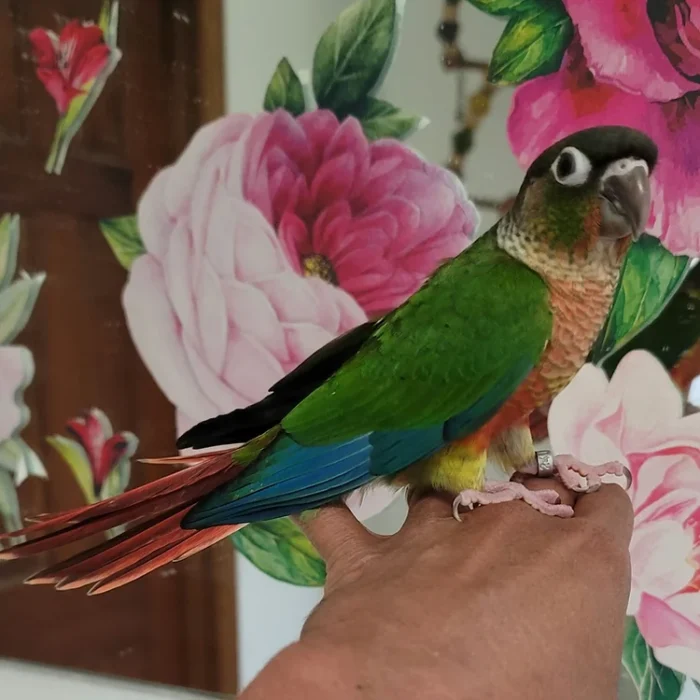 Green cheek conure - Yellowsided