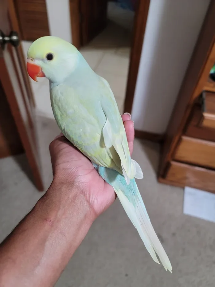 Indian Ringneck parakeet -Turquoise Lacewing -FEMALE