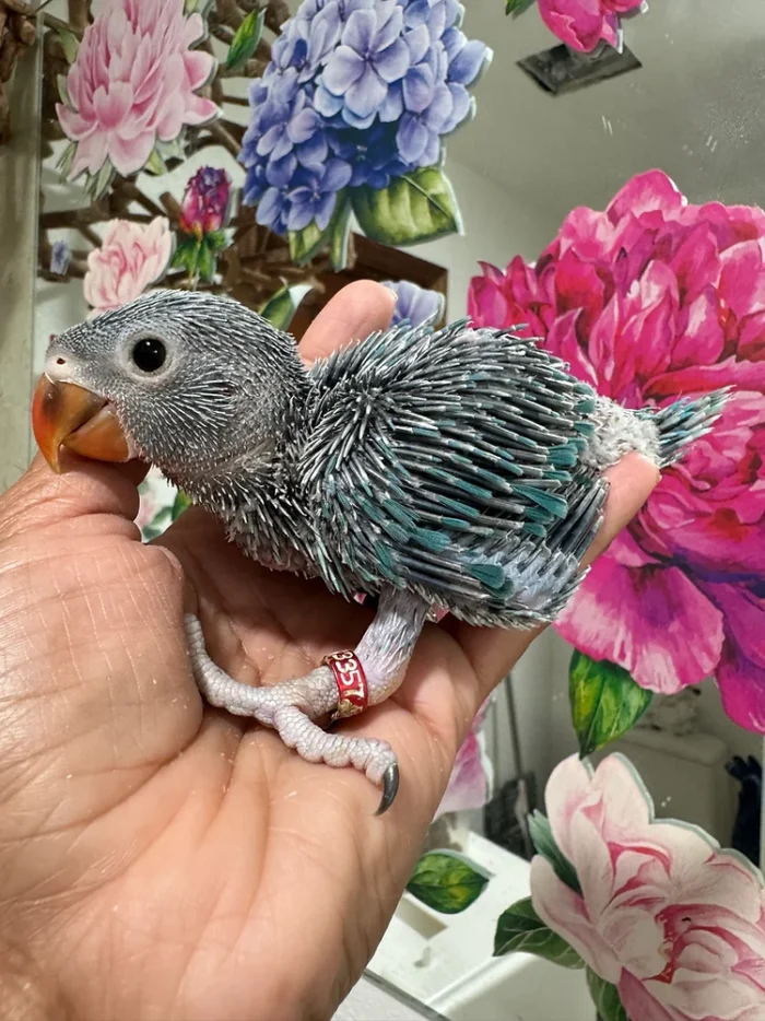 Indian Ringneck parakeet