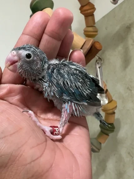 Pacific Parrotlet - Blue Female