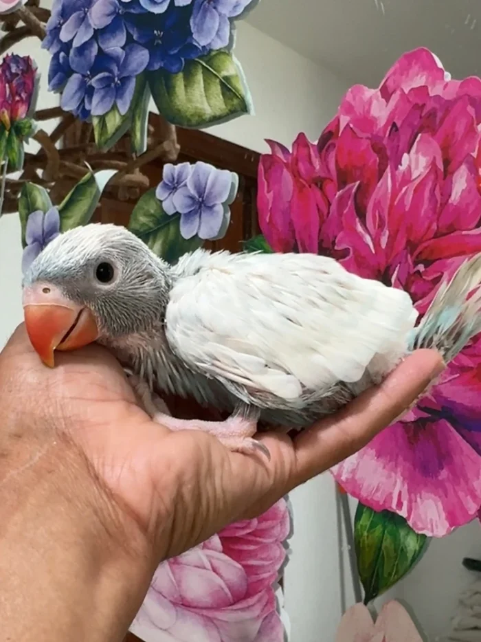 Indian Ringneck parakeet -Blue Harlequin Hillerman Male