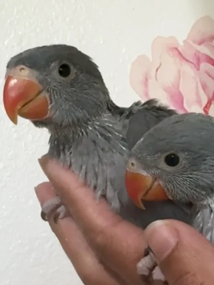 Indian Ringneck parakeet -Gray- FEMALE