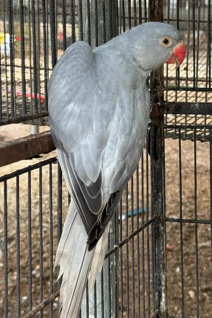 Indian Ringneck parakeet -Gray Opaline -Male