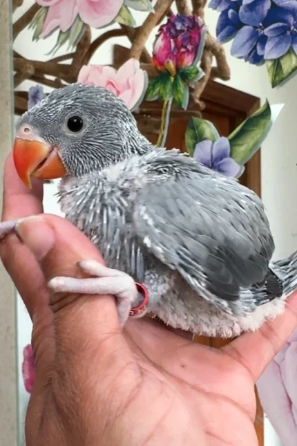 Indian Ringneck parakeet -Gray Opaline -Male