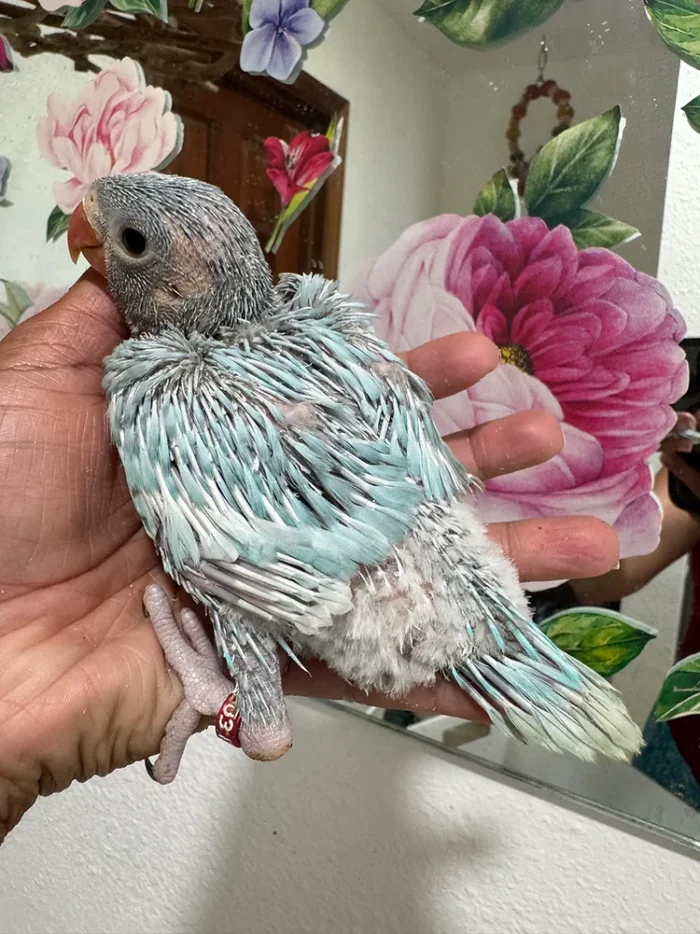 Indian Ringneck parakeet -Blue Harlequin