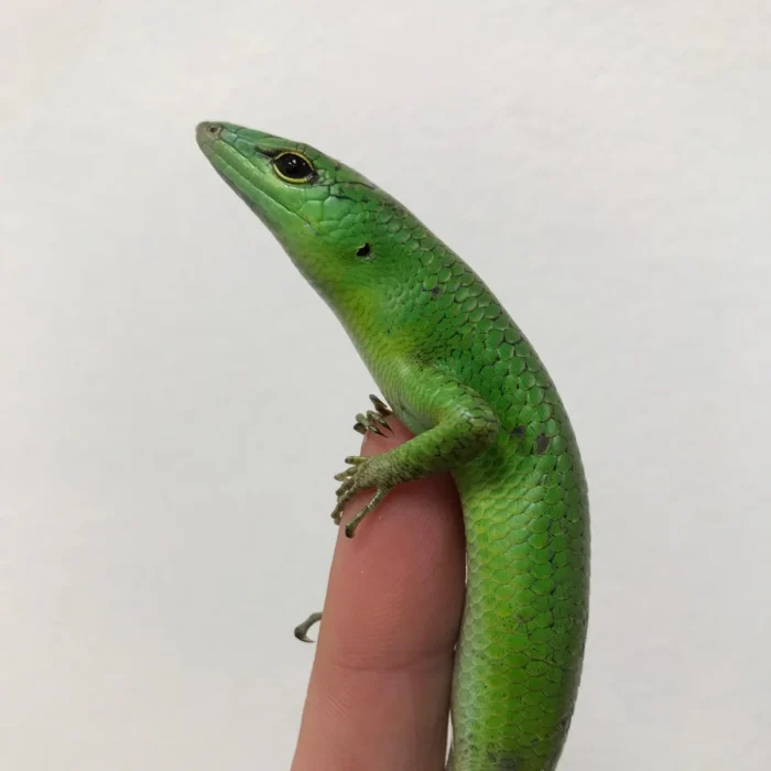 C.B. Baby Emerald Tree Skink